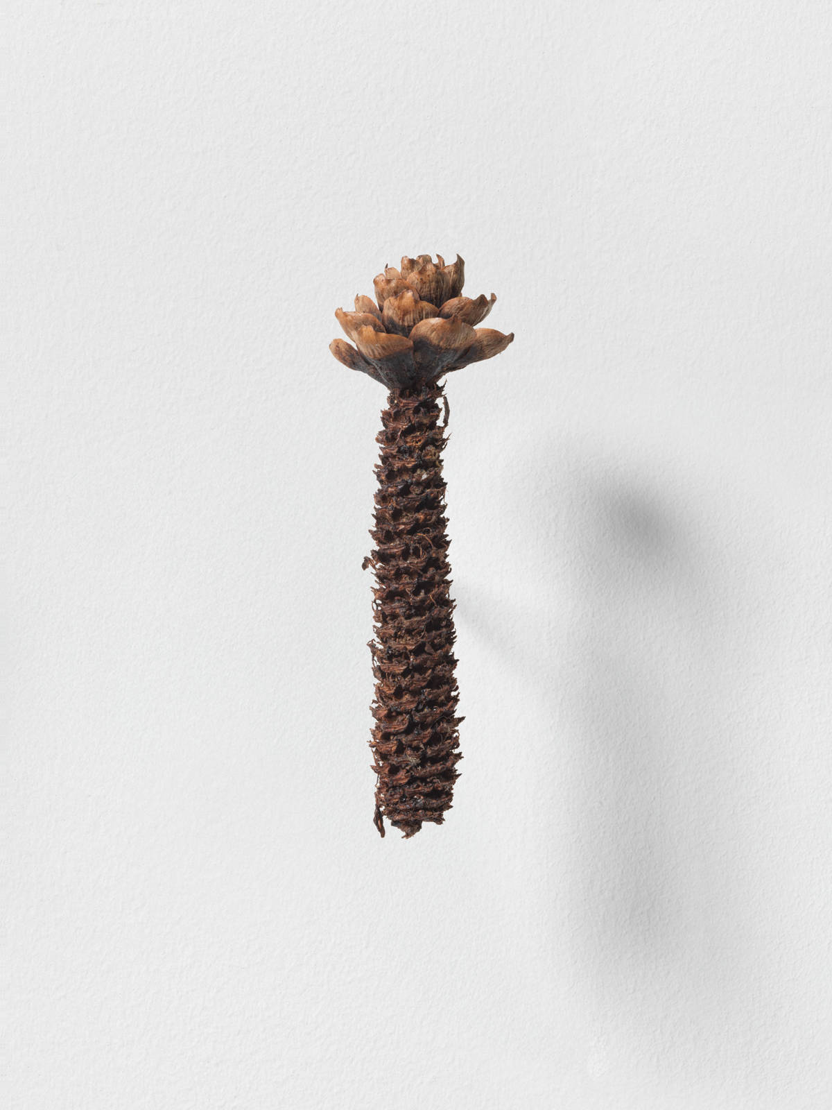 Mirko Baselgia MB-001362 xxxx