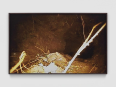 Mirko Baselgia MB-001337_b xxxx