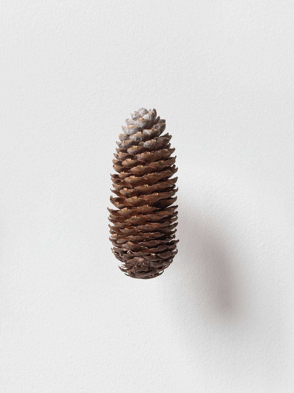 Mirko Baselgia MB-001323 xxxx