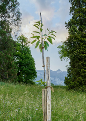 Mirko Baselgia interval 2026